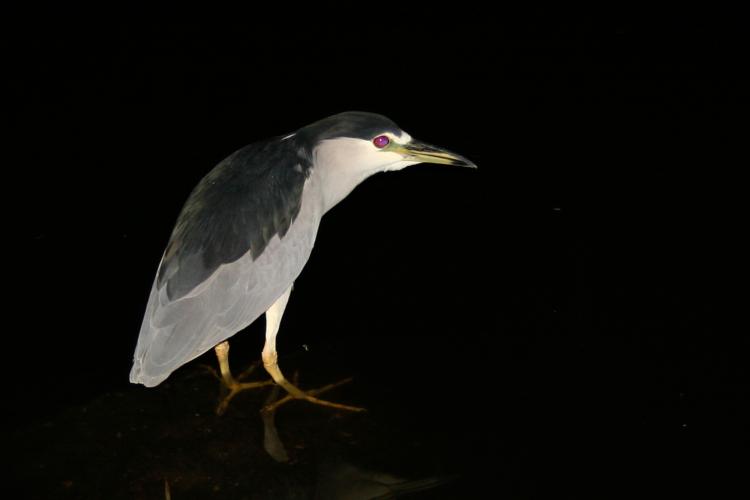 Night Heron